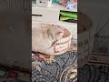 барся наша любимая ленивая приленивая кошечка