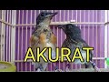 Download Lagu CARA MEMBEDAKAN ANAKAN MURAI BATU JANTAN DAN BETINA UMUR 1 BULAN