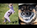 Cachorros Engraçados TENTE NÃO RIR - Funny Dogs - Try Not To Laugh - Engraçados e Fofos #engraçados