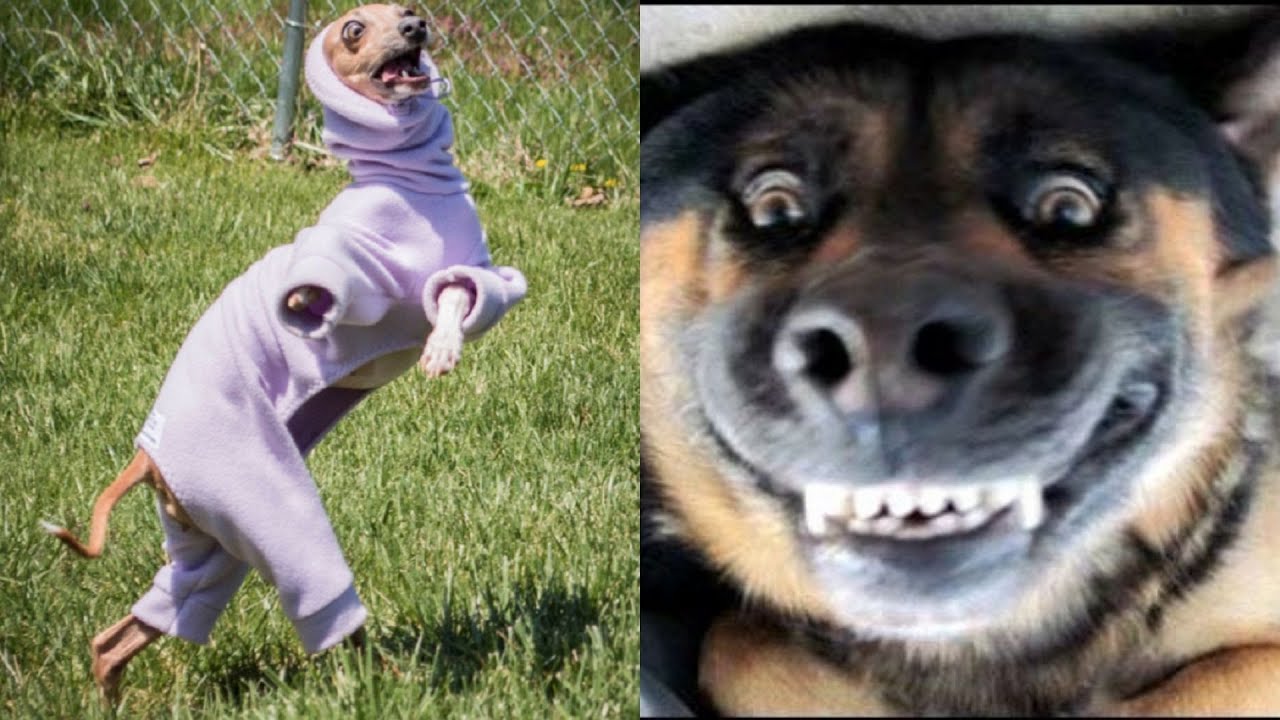 vídeos engraçados tente não rir nível máximo de cachorros