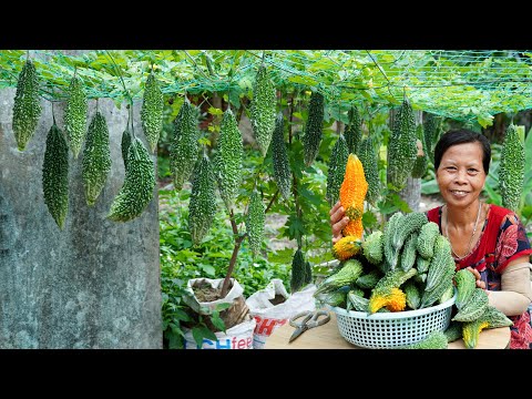 Video: Bitter Melon Information - Kuinka kasvattaa katkerameloniköynnöksiä