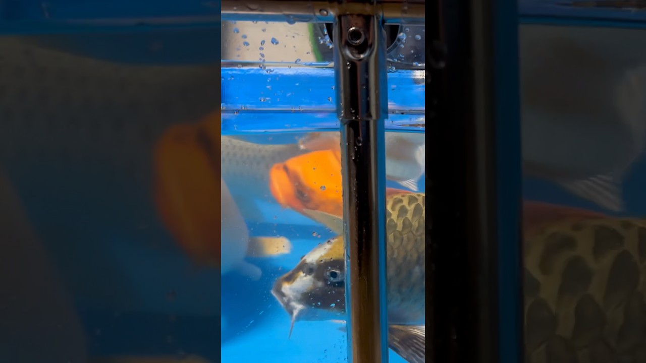 Balcony koi fish pond