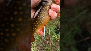 Addicted. #fishing #brooktrout #troutfishing #troutbum #addicted #beautifulnature #catchandrelease