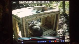 How To Trap Groundhog Homemade Trap033Rd Time Trapped