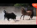 TOURO vs CAVALO:  QUEM VENCE ESSA LUTA? Bull x Horse Fight Real