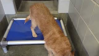 acs A690459