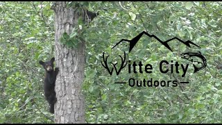 Cinnamon Bear with 3 Cubs – Playful Moments in Valdez, Alaska