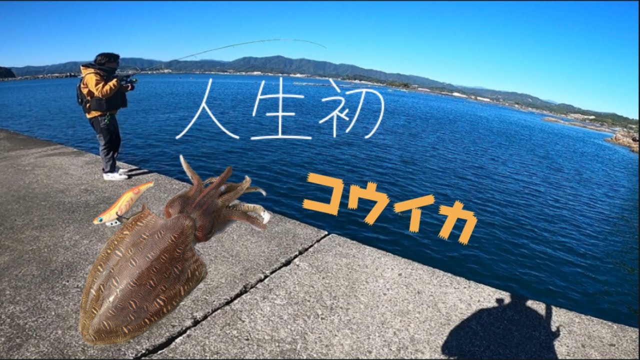 初のコウイカGET！