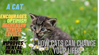 The Power of Pets: How Your Pet Can Change Your Life [Cats change your thoughts]@awakeningwithomar