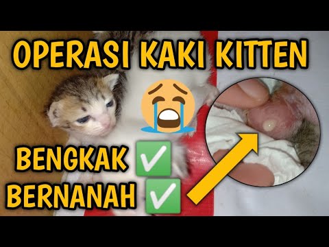 CARA MENGOBATI KUCING BENGKAK | KAKI KUCING BENGKAK DAN BERNANAH [ABSES