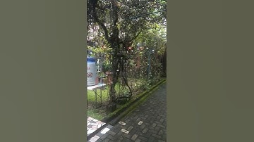 datang pagi hari di Pangandaran