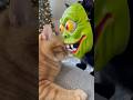 A Cat Meets Pure Horror
