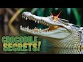10 Amazing Crocodile Facts You Didn’t Know! 🐊🌍