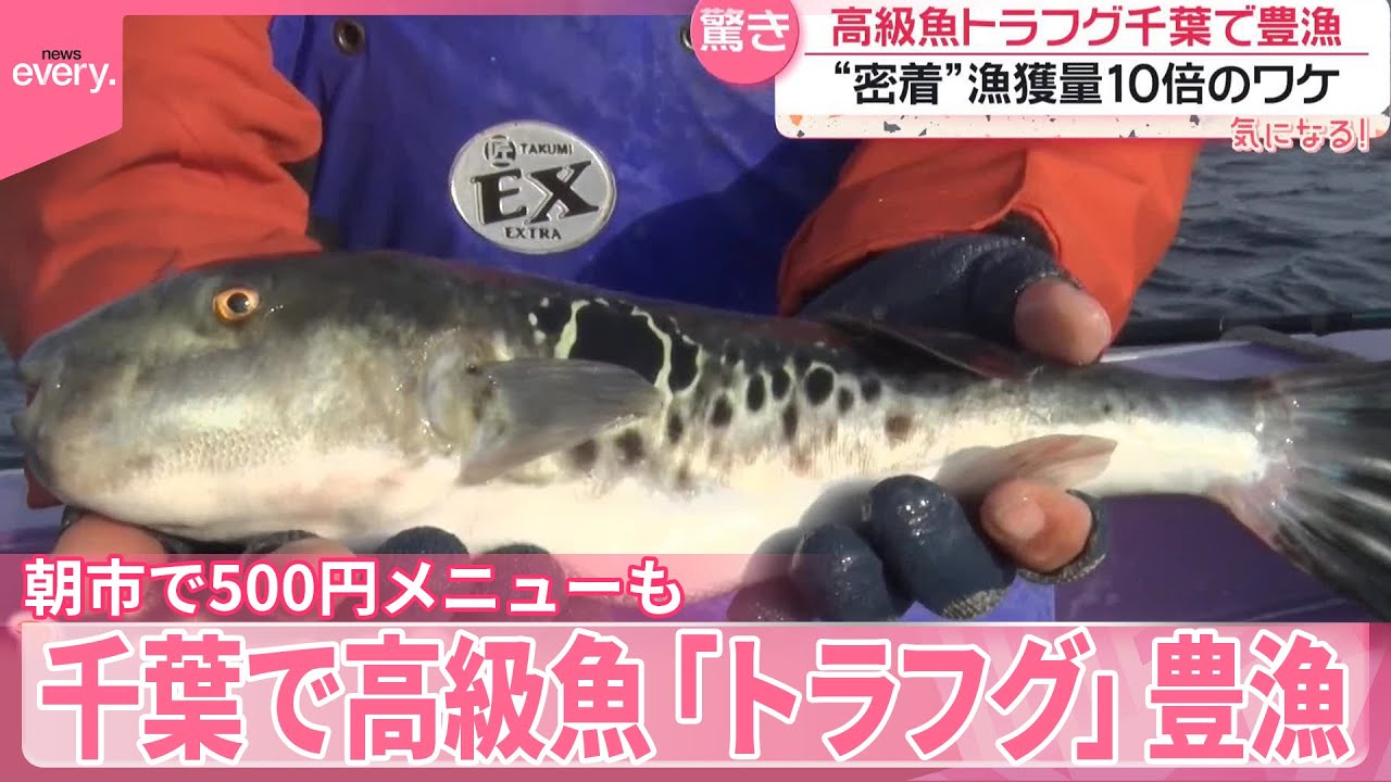 【漁に密着】千葉で高級魚「トラフグ」豊漁  漁獲量10倍のワケ  漁港の朝市で500円メニューも『気になる！』