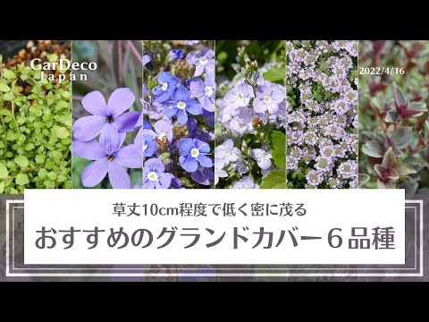 在来種の地被植物のメリットとおすすめ8選｜芝生の代わりになる手間いらずな選択肢
