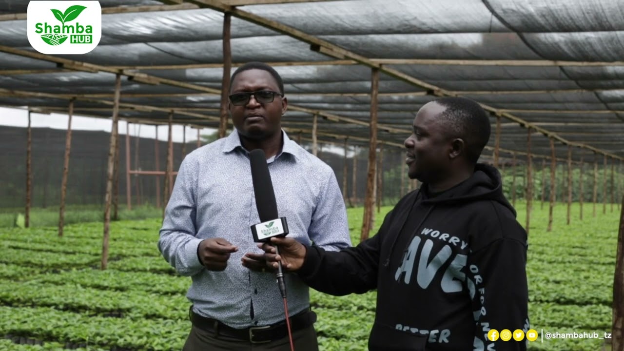 #FAHAMU KILIMO CHA KAHAWA | FAIDA | MBEGU ZA COMPACT/ CHOTARA | SIFA ZAKE | AFYA YA UDONGO |MAGONJWA