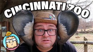 Cincinnati Zoo - The Famous and Infamous Animals that Have Lived Here - Harambe, Fiona, and Martha