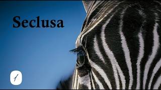 Relax, explore, and photograph the world of Seclusa game 🐘🦒🦅