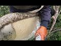 Harvesting Wild Honeycombs From High Tree Branches – A dangerous And Thrilling Task