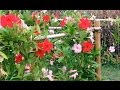 生花ギフトは、サンパラソルが長寿命！花の垣根を作るのにも最適！