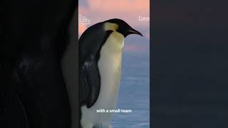 Discover the incredible life of Emperor Penguins in Antarctica! 🐧❄️