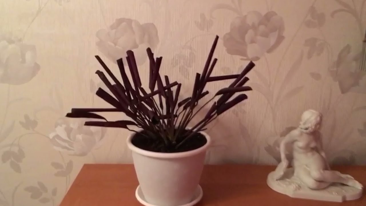 Калатея свернула листья
