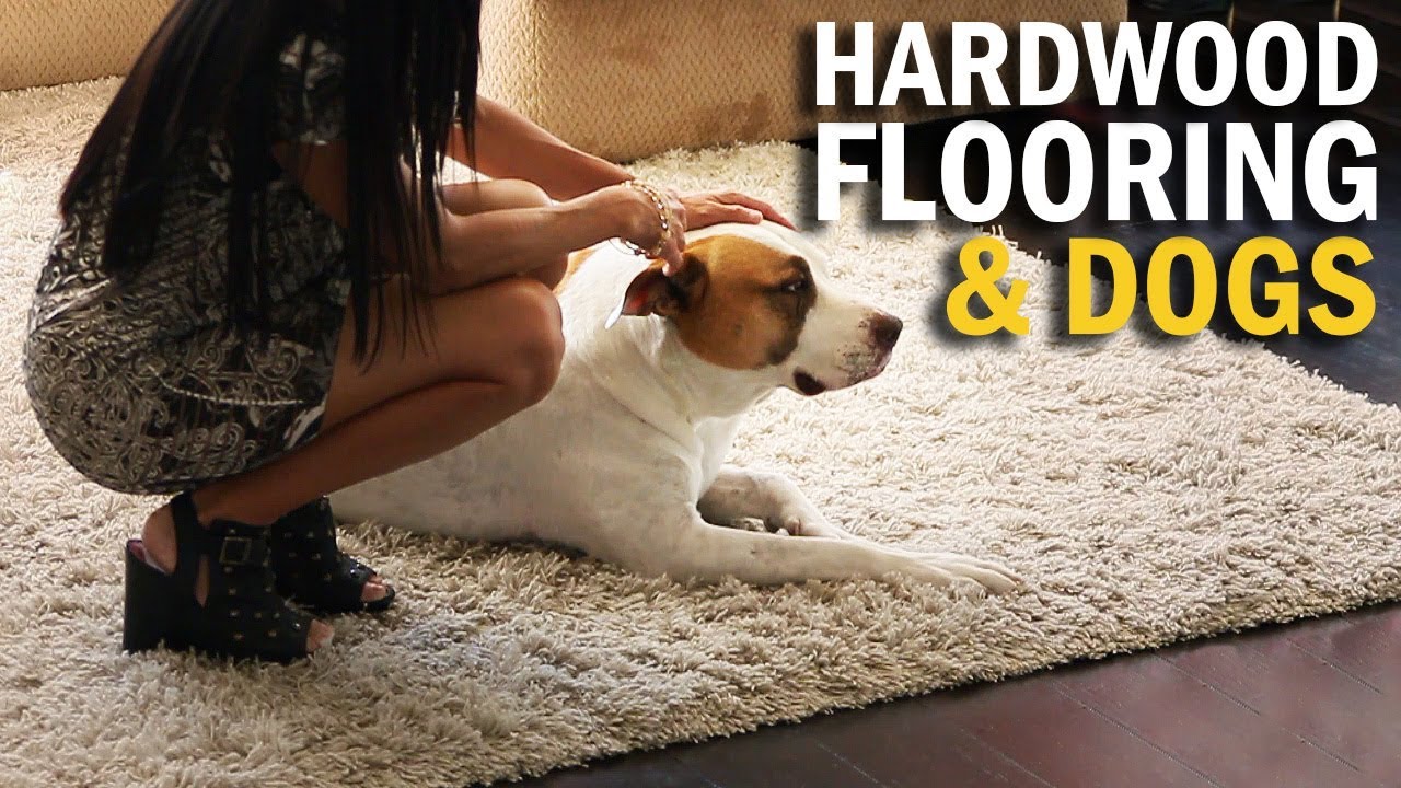 Hardwood Flooring and Dogs YouTube