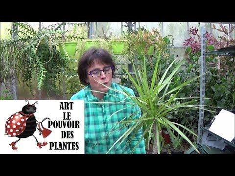 Vidéo: Dragon Dracaena D'intérieur : Propagation Par Bouturage