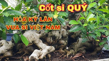 Vua Si Việt Nam Chia sẻ Những Cây si quý nhất vườn.và những cây si đẳng cấp mãn nhãn người xem.