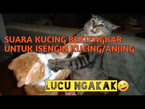Suara Kucing Bertengkar Untuk Isengin Kucing Atau Anjing Di Rumah