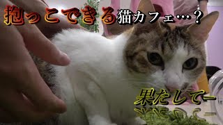 抱っこできる猫カフェ…？【cat cafe MIACIS ねこまみれ】（兵庫県/神戸・南京町）