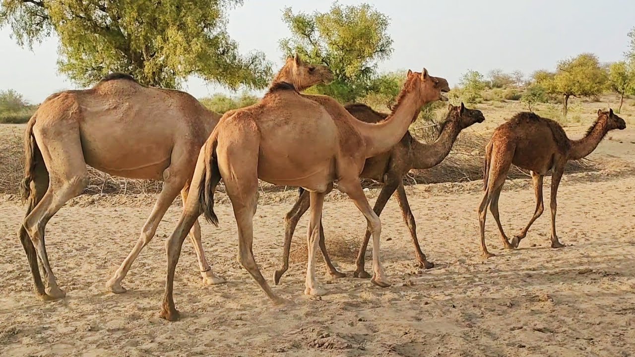 Beautiful Camel  group of Thar desert