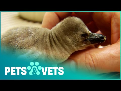 RAISING TINY BABY PENGUINS | WILDLIFE NANNIES
