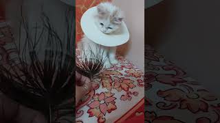 Kuchh Bhi Mil Jaay Isko Chhodta Nahi | @sweetupersiancat2024 by Sweetu - The Persian Cat 96 views 1 month ago 4 minutes, 18 seconds