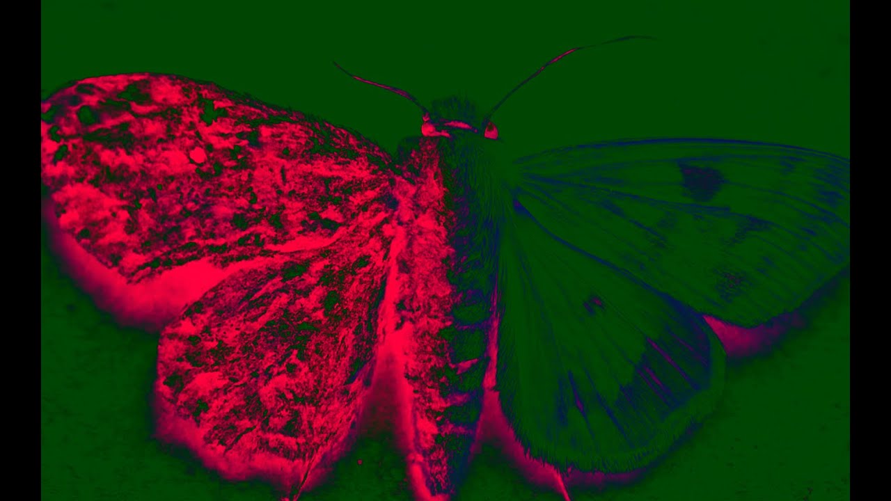 Mike Haymes - The moth & the rot