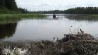 Steve Hill jumping beaver dam