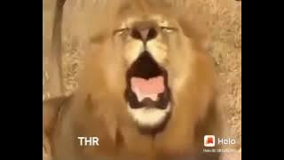 singa lucu minta thr #video_lucu