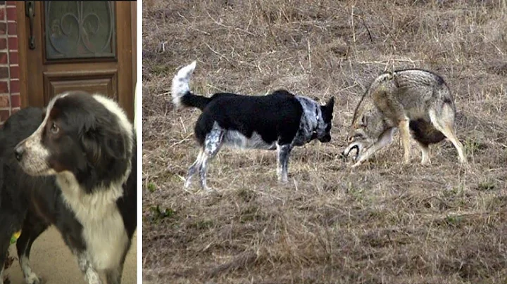 Dog vs Coyote, A dog survives an attack by a pack of coyotes thanks to a neighbor’s dog