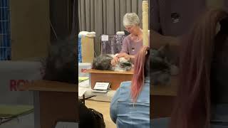 Large Playful boy Maine coon at Canterbury all breeds Cat Club winter championship show 2023 by Hakas, kittens and more 42 views 11 months ago 1 minute, 6 seconds