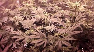 Udub update day 22 flower