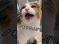 今日のおしゃべり小町。相変わらず頼もしい小町😽