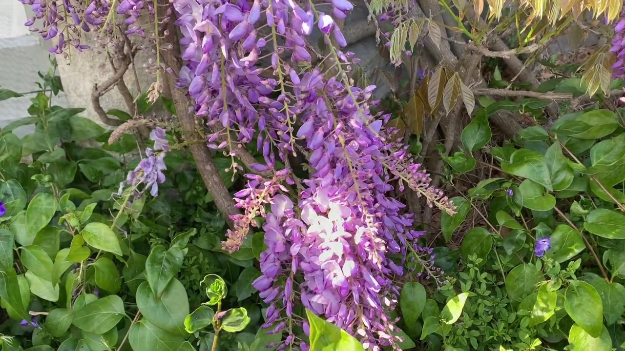 Fernbank Garden Tour