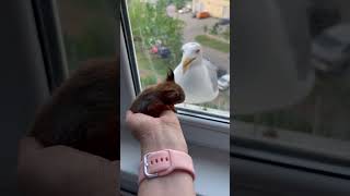 Seagull Fell After Pecking a Window While Trying to Scare a Squirrel Away