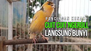 Terapi Kenari Macet Bunyi: Pancingan Kenari Gacor Ngerek Paling Ampuh & Respon Cepat!
