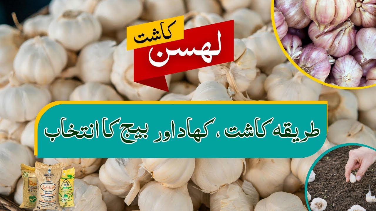 Garlic Farming Complete Guide | Golden Farmi, Desi Gulabi, NS 756 | Garlic Cultivation