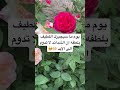 يوم ما سيجبرك اللطيف بلطفه ان الشدائد لا تدوم الى الابد القرآن Quran Nature فلسطين ترند 