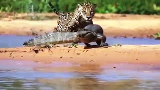 نمر يصطاد تمساح بكل سهولة