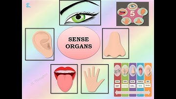 Sense Organs|Five senses |Our sense organs and their uses|Human Sense Organs|Learn about five Senses