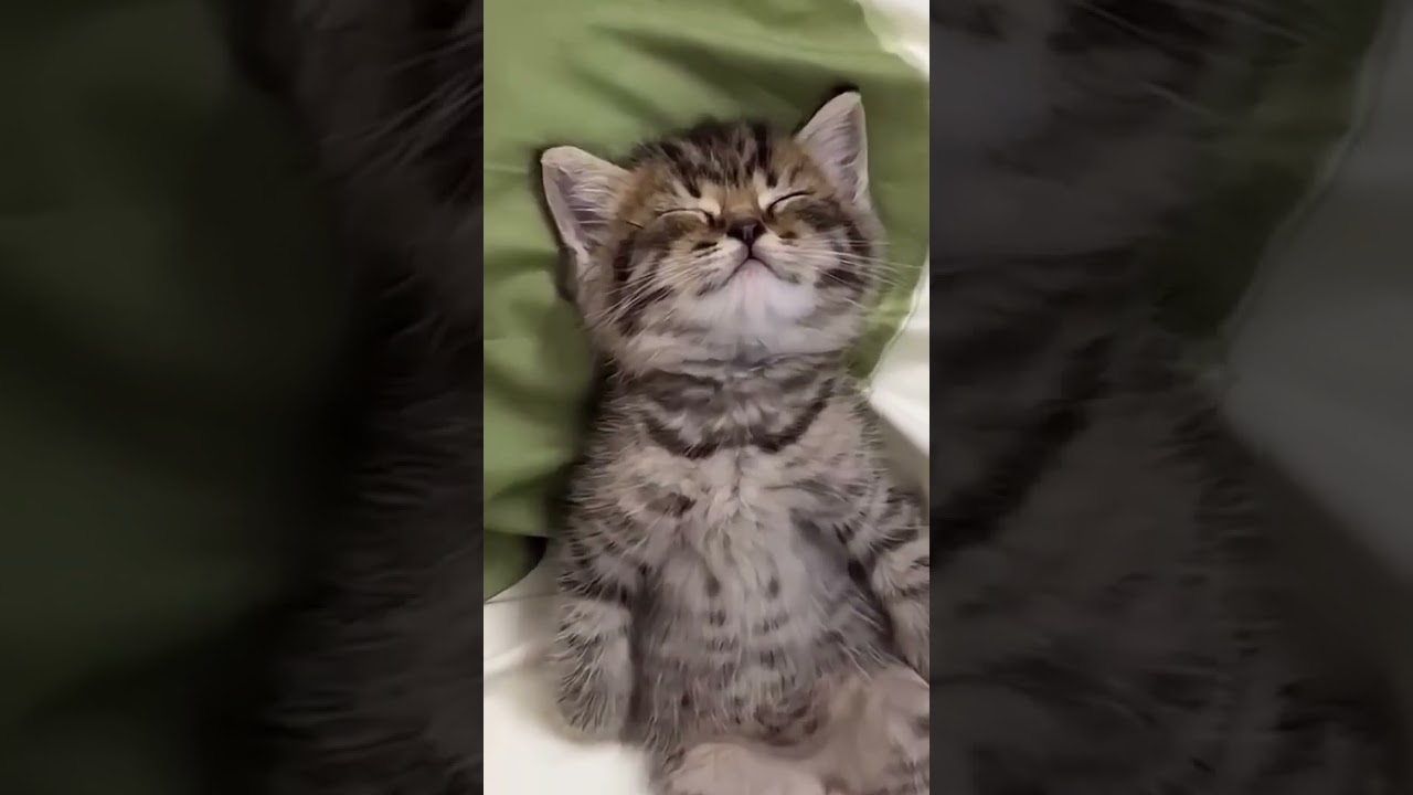 このたまらん寝顔を見てほしい