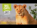 Big Cats Behavior and Characteristics